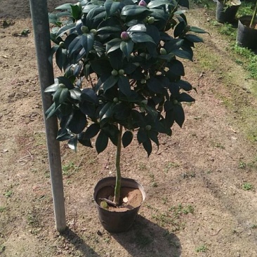 茶花树20~30cm