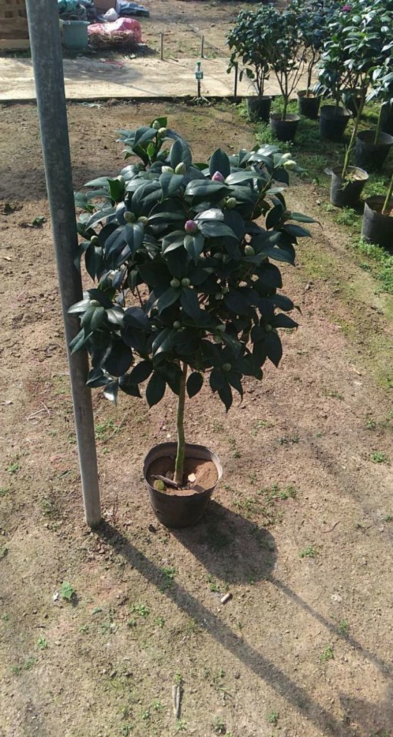 茶花树20~30cm