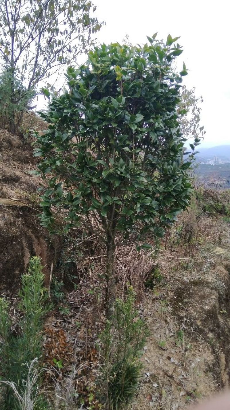 茶花树20~30cm