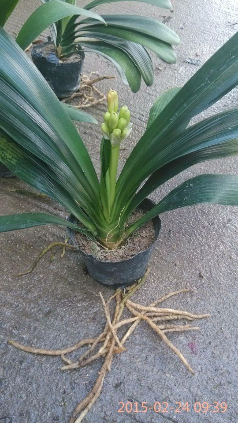 君子兰盆花