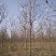 楸树10~20cm