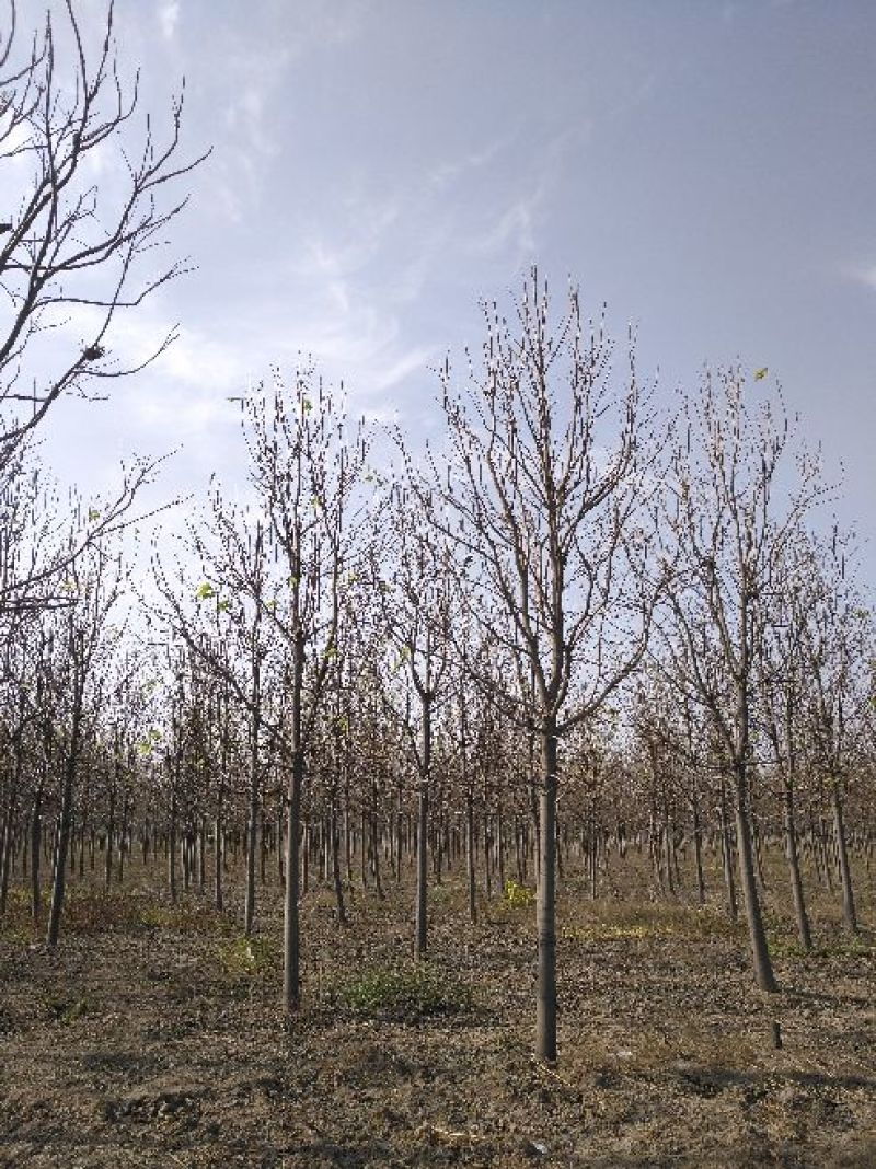 楸树10~20cm