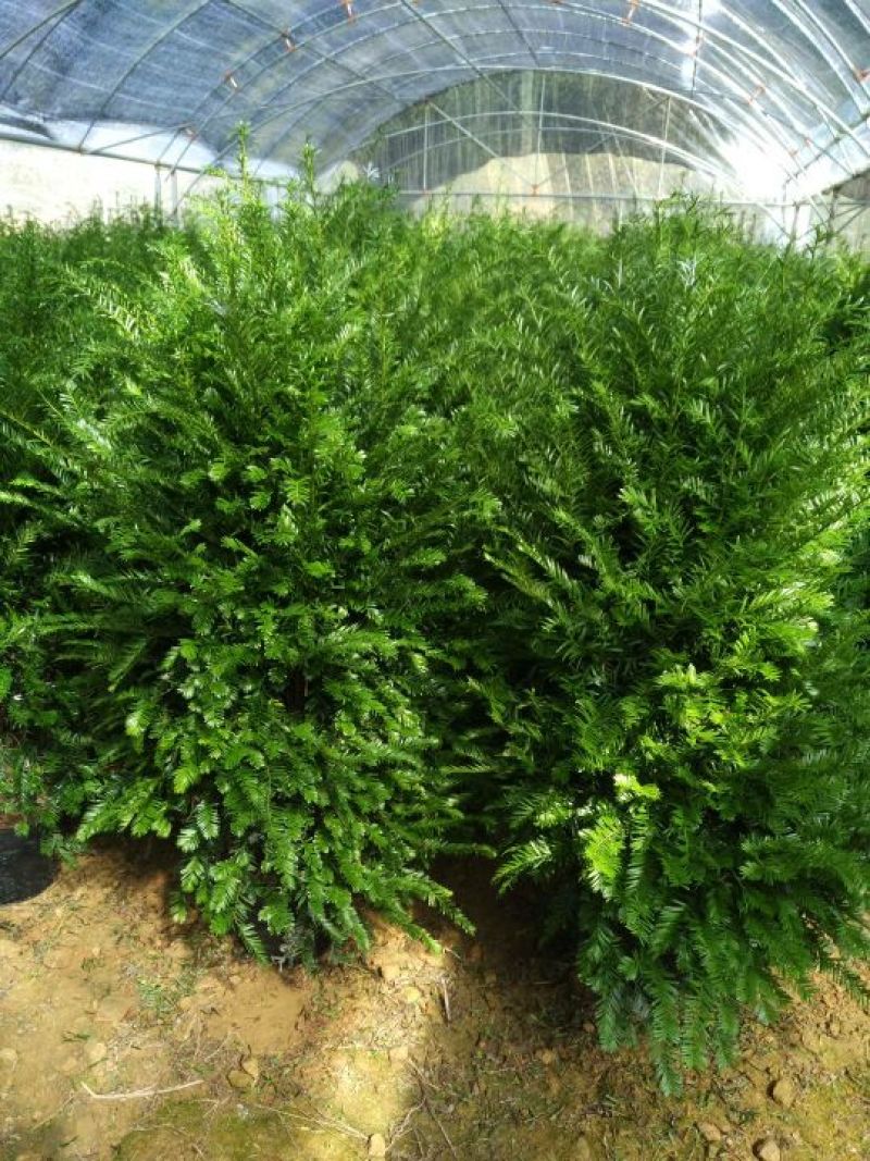 南方红豆杉20cm以上4~6cm0.5~1米
