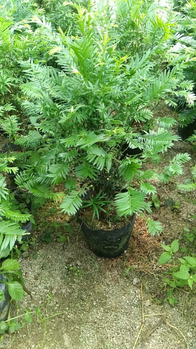 南方红豆杉20cm以上4~6cm0.5~1米