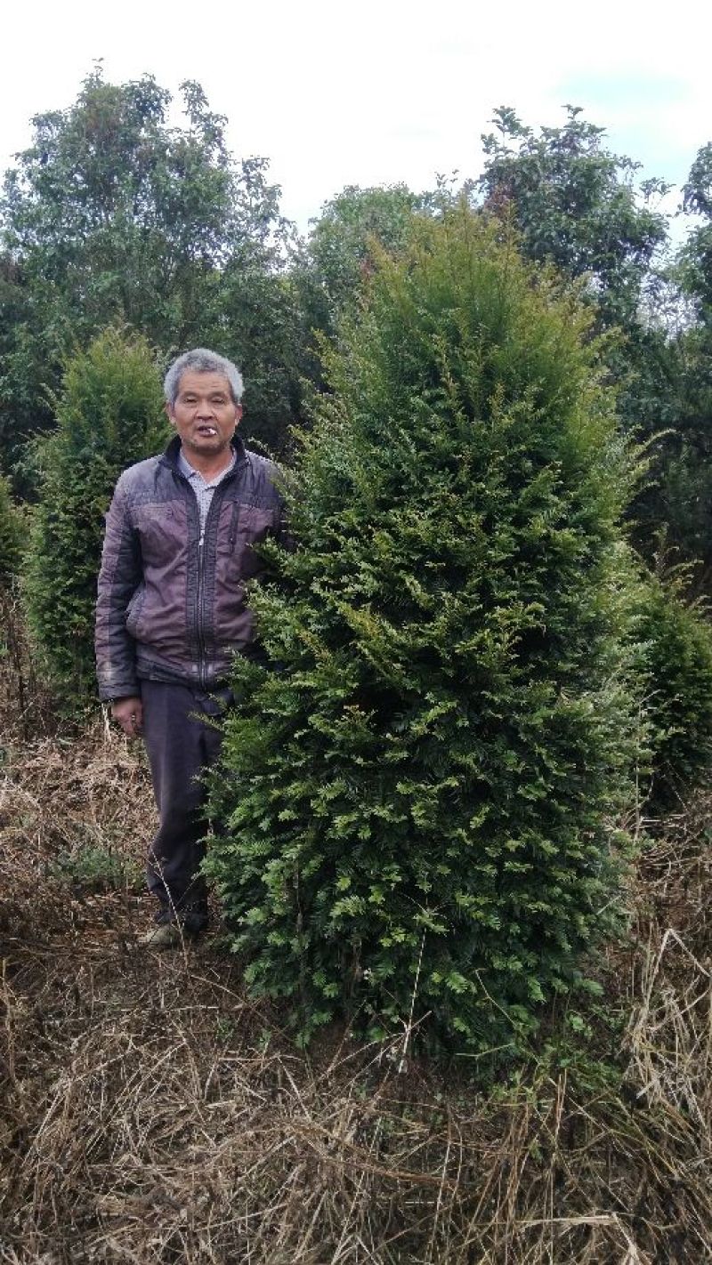 南方红豆杉20cm以上4~6cm0.5~1米