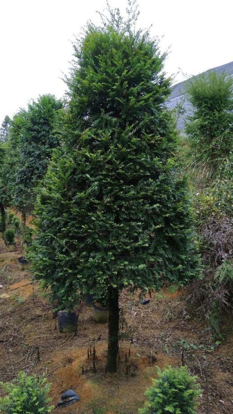南方红豆杉20cm以上4~6cm0.5~1米