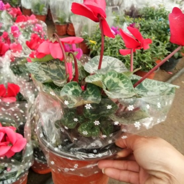 仙客来和虎头茉莉花