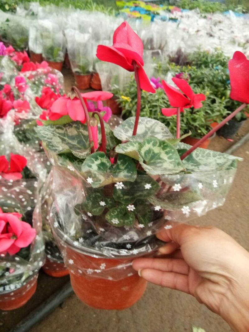 仙客来和虎头茉莉花