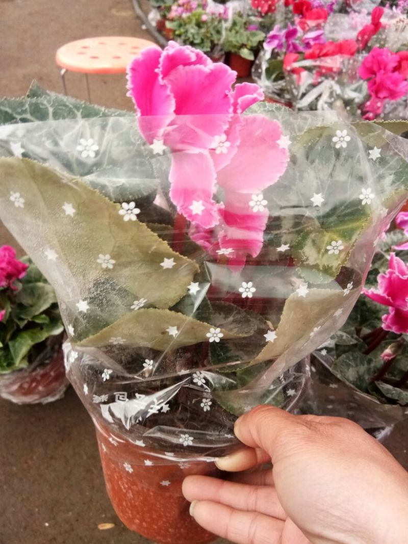 仙客来和虎头茉莉花