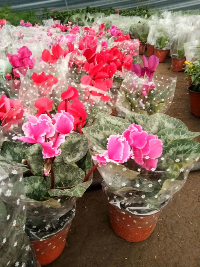 仙客来和虎头茉莉花