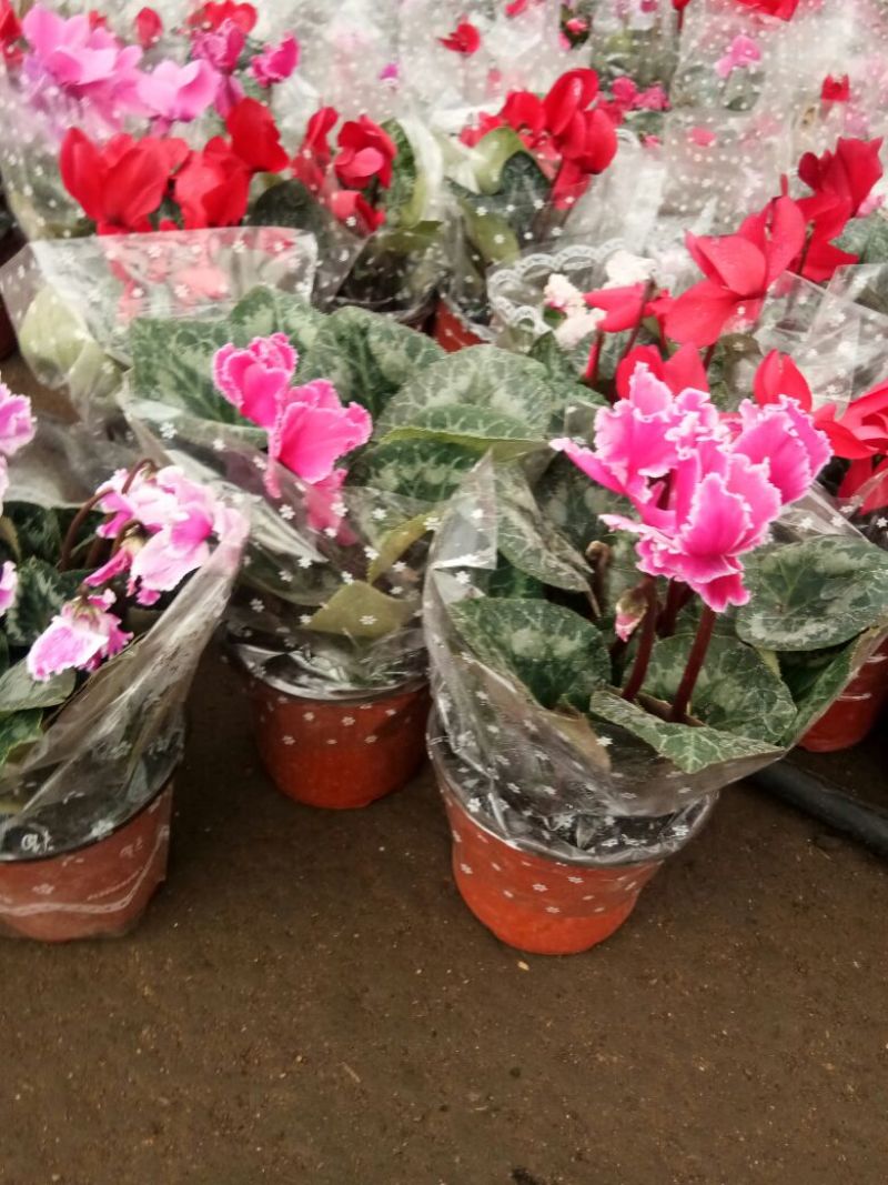 仙客来和虎头茉莉花