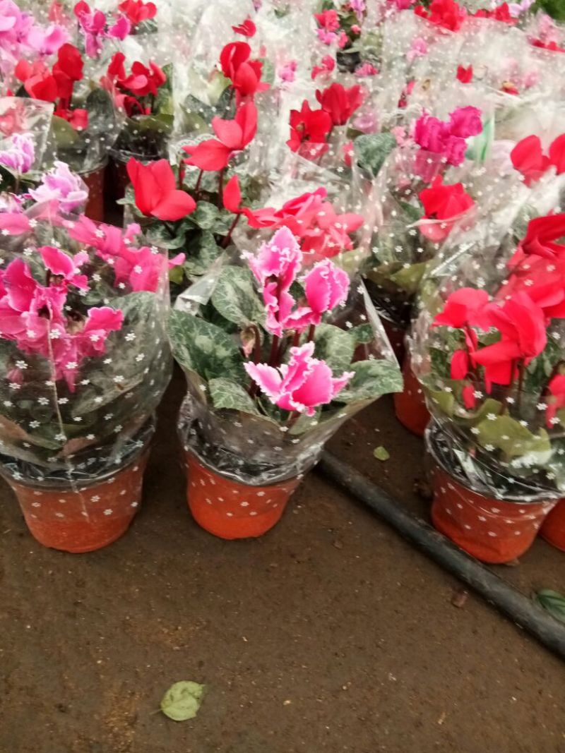 仙客来和虎头茉莉花