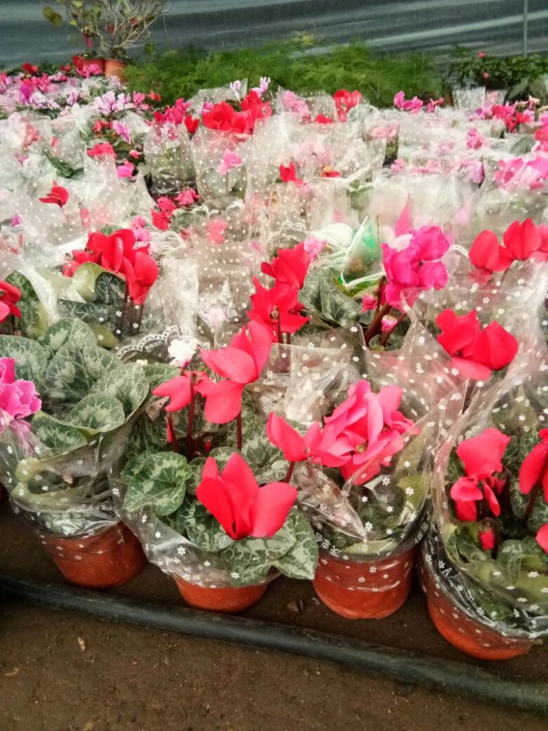 仙客来和虎头茉莉花