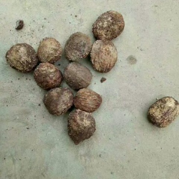 油桐籽