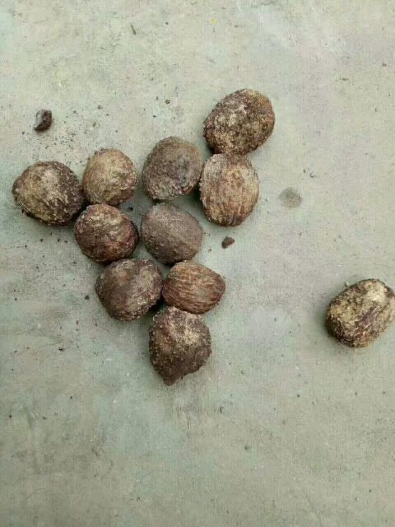 油桐籽