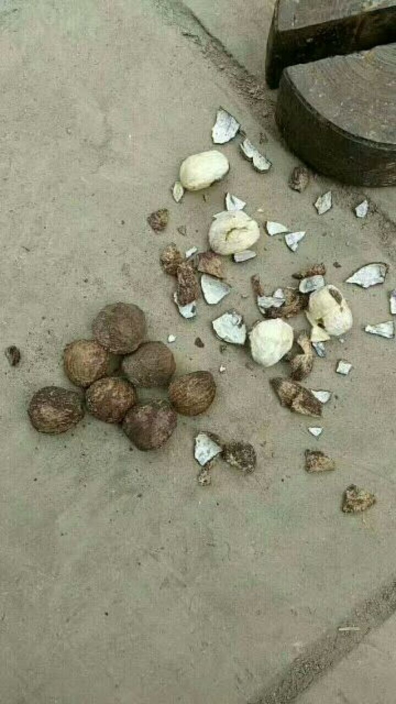油桐籽