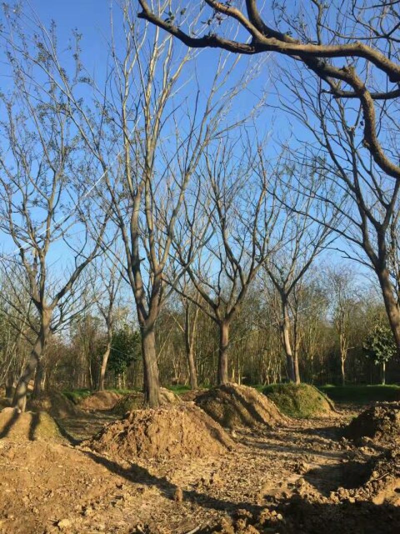 沙朴2.5~3m20cm以上