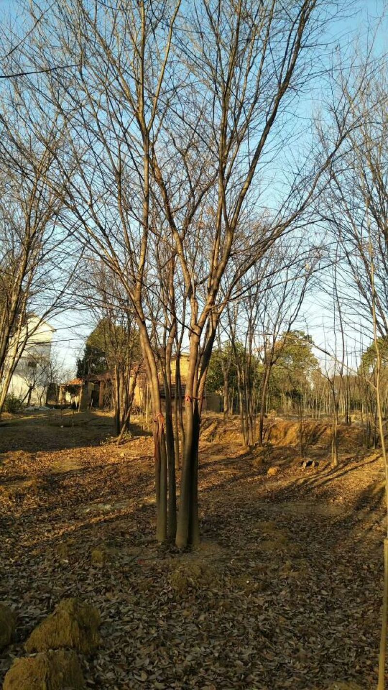 沙朴2.5~3m20cm以上