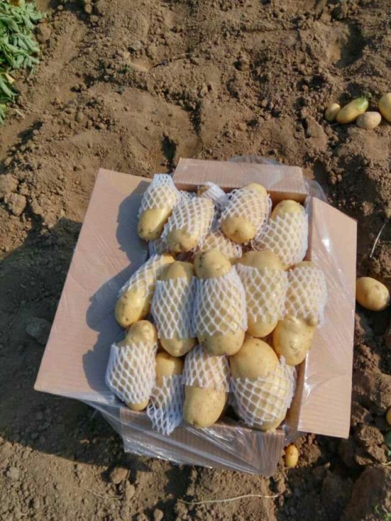 精品荷兰V7沃土常磊8号套网装箱手选高端货