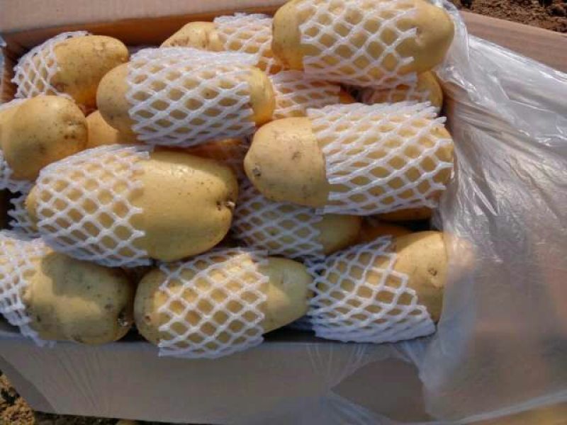 精品荷兰V7沃土常磊8号套网装箱手选高端货