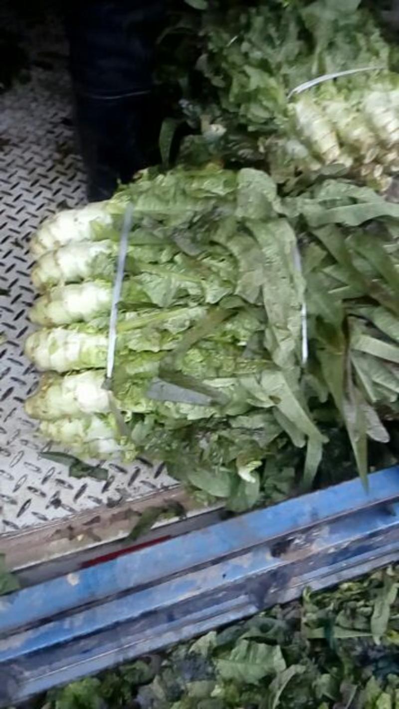 红叶香莴苣1.5~2斤50~60cm