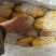 精品荷兰V7沃土常磊8号套网装箱手选高端货