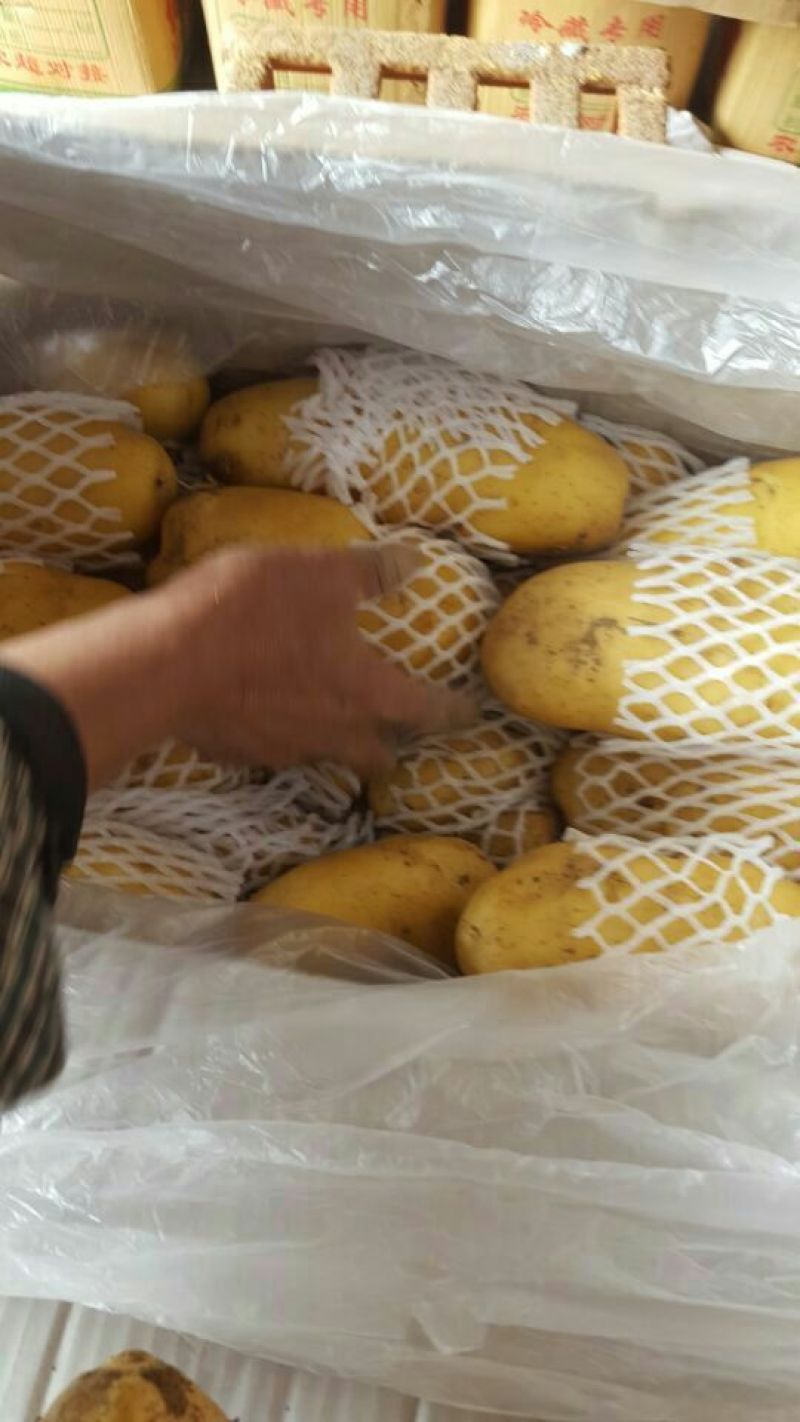 精品荷兰V7沃土常磊8号套网装箱手选高端货