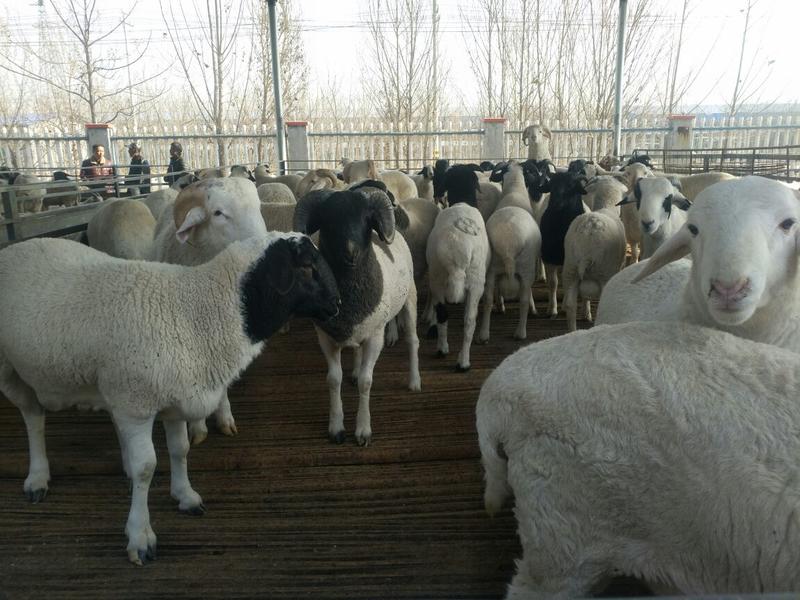 杜泊绵羊出售纯种杜波绵羊种羊