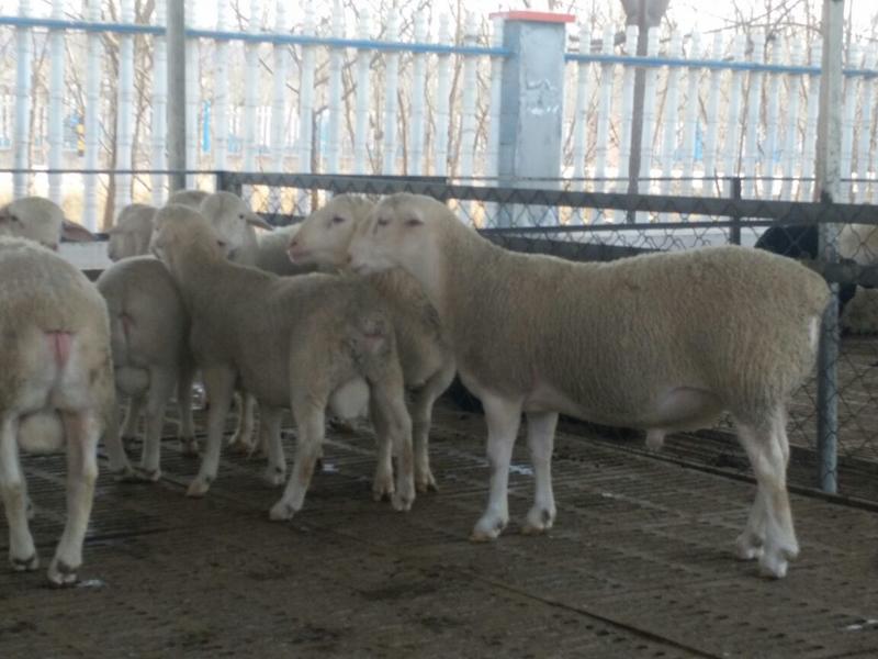 杜泊绵羊出售纯种杜波绵羊种羊