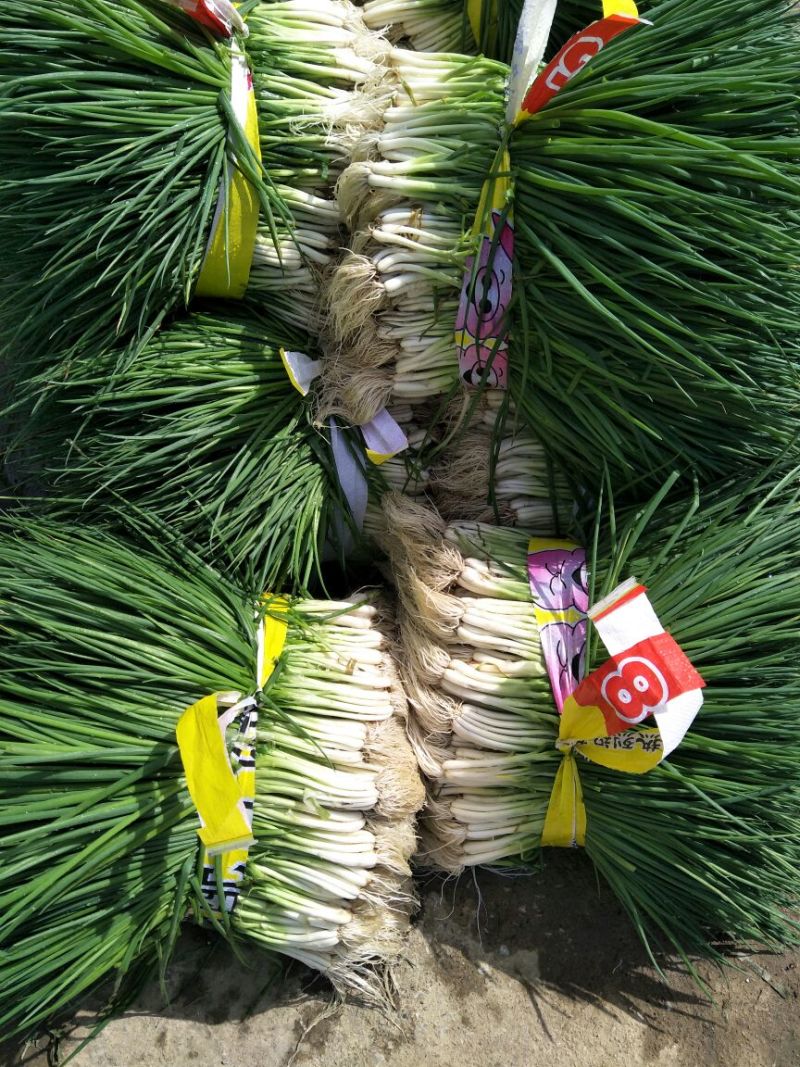 香葱小葱35~40cm