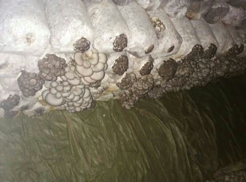 平菇秀珍菇榆黄蘑等菌种（各种温型和颜色栽培种欢迎订购）