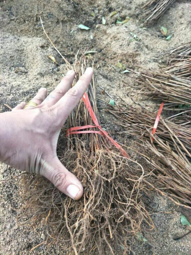 吉塞拉矮化樱桃苗二年结果三年丰产的大樱桃树苗