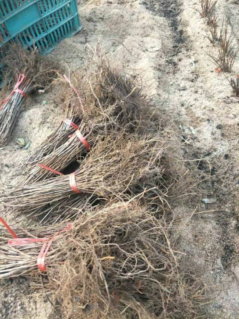 吉塞拉矮化樱桃苗二年结果三年丰产的大樱桃树苗