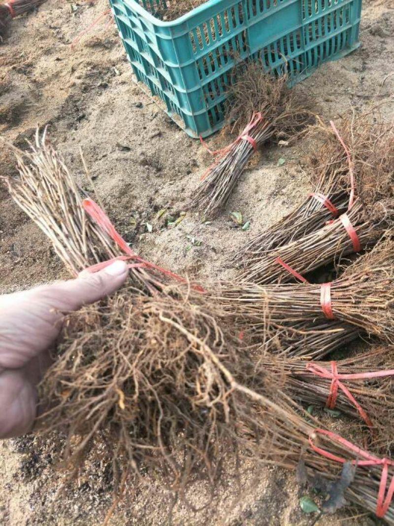 吉塞拉矮化樱桃苗二年结果三年丰产的大樱桃树苗