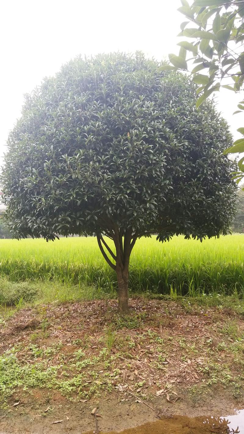 黄金桂花树20cm以上4米以上3米以上
