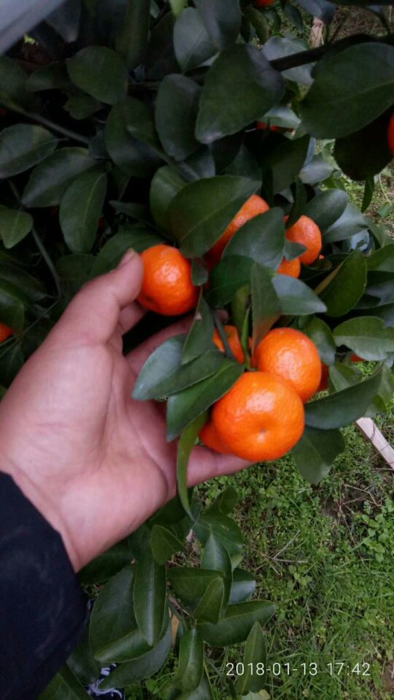 荔浦沙糖桔一级4~5cm