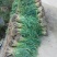 红根蒜苗45~50cm