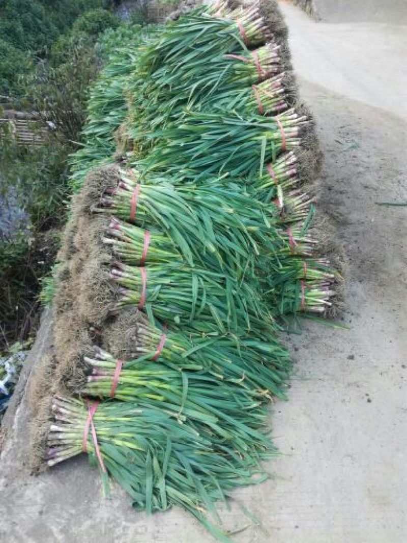 红根蒜苗45~50cm
