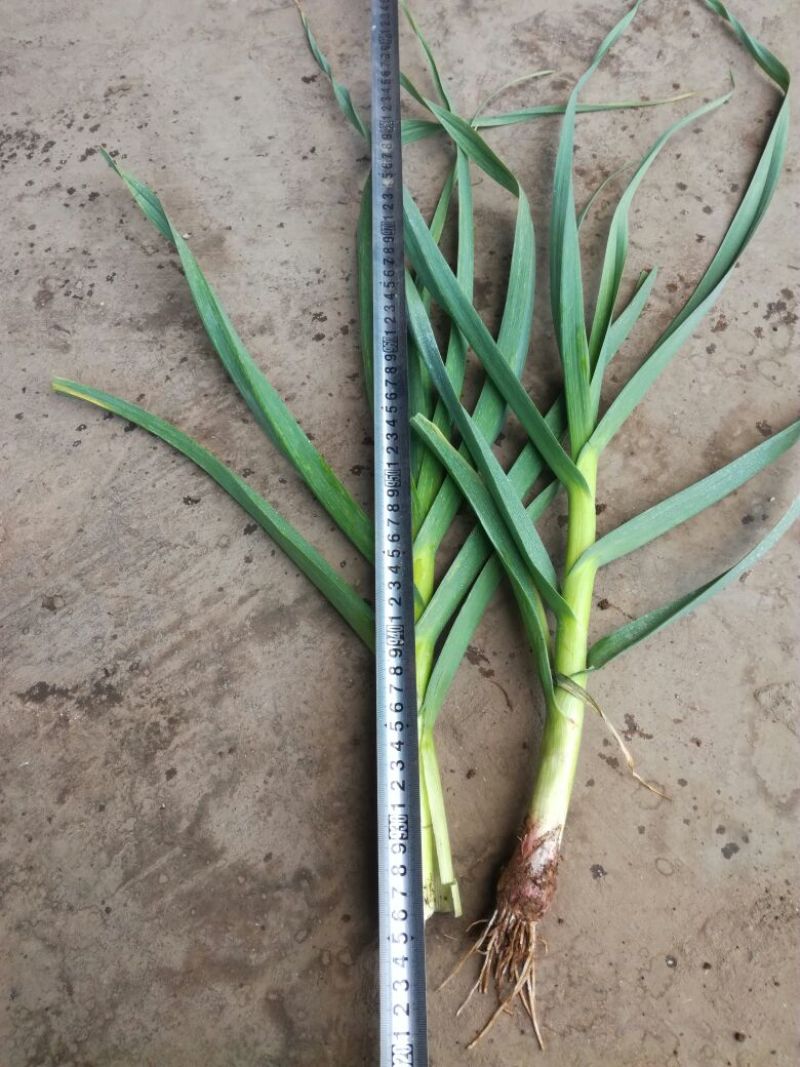 红根蒜苗45~50cm