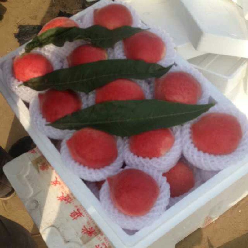 油桃2两以上