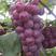卢龙红巨峰葡萄5%以下0.8~1斤