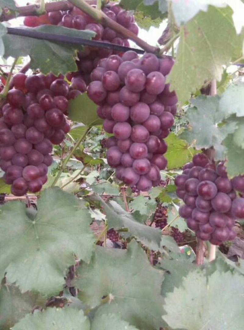 卢龙红巨峰葡萄5%以下0.8~1斤