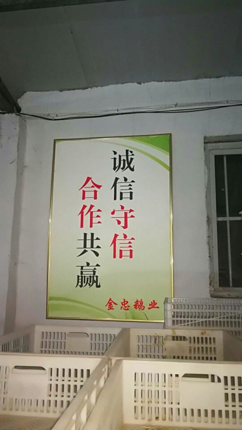 狮头鹅苗0.5斤以下