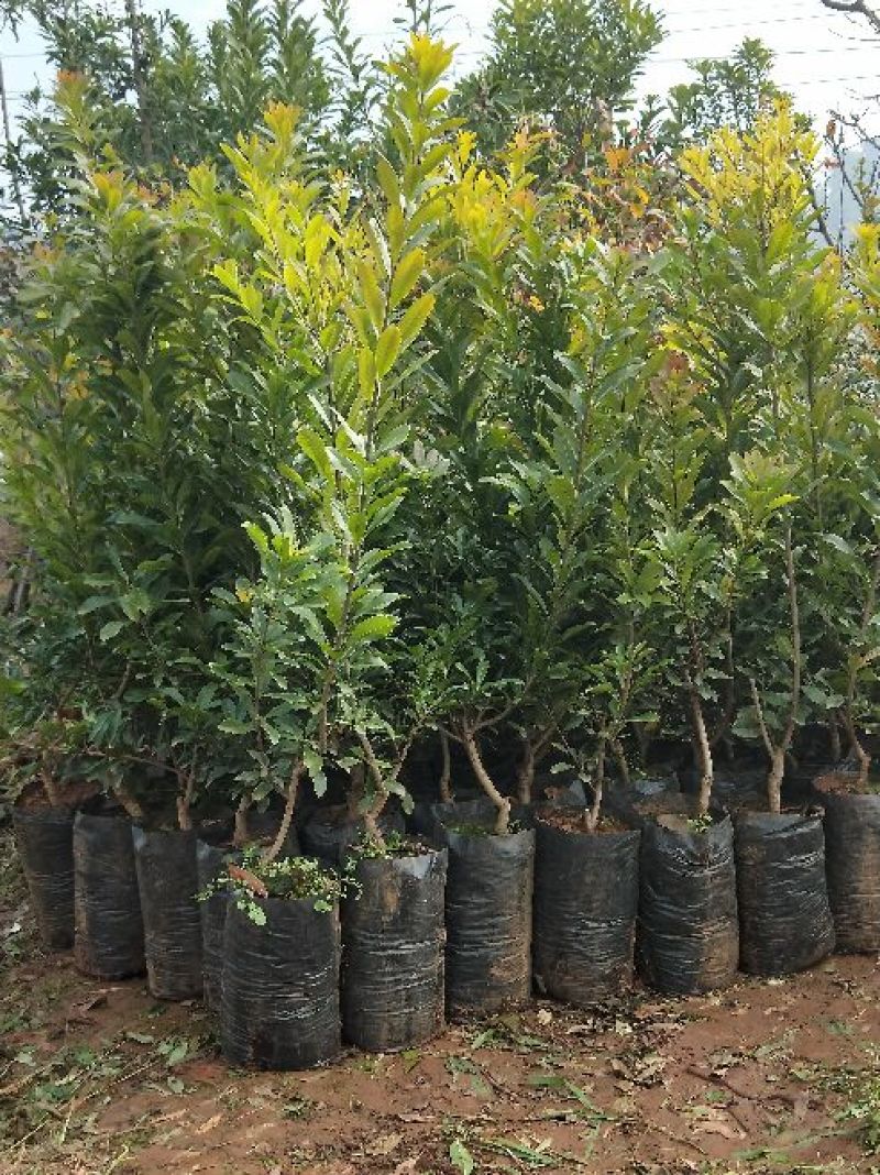 杨梅苗，东魁，荸荠，台梅大小皆有