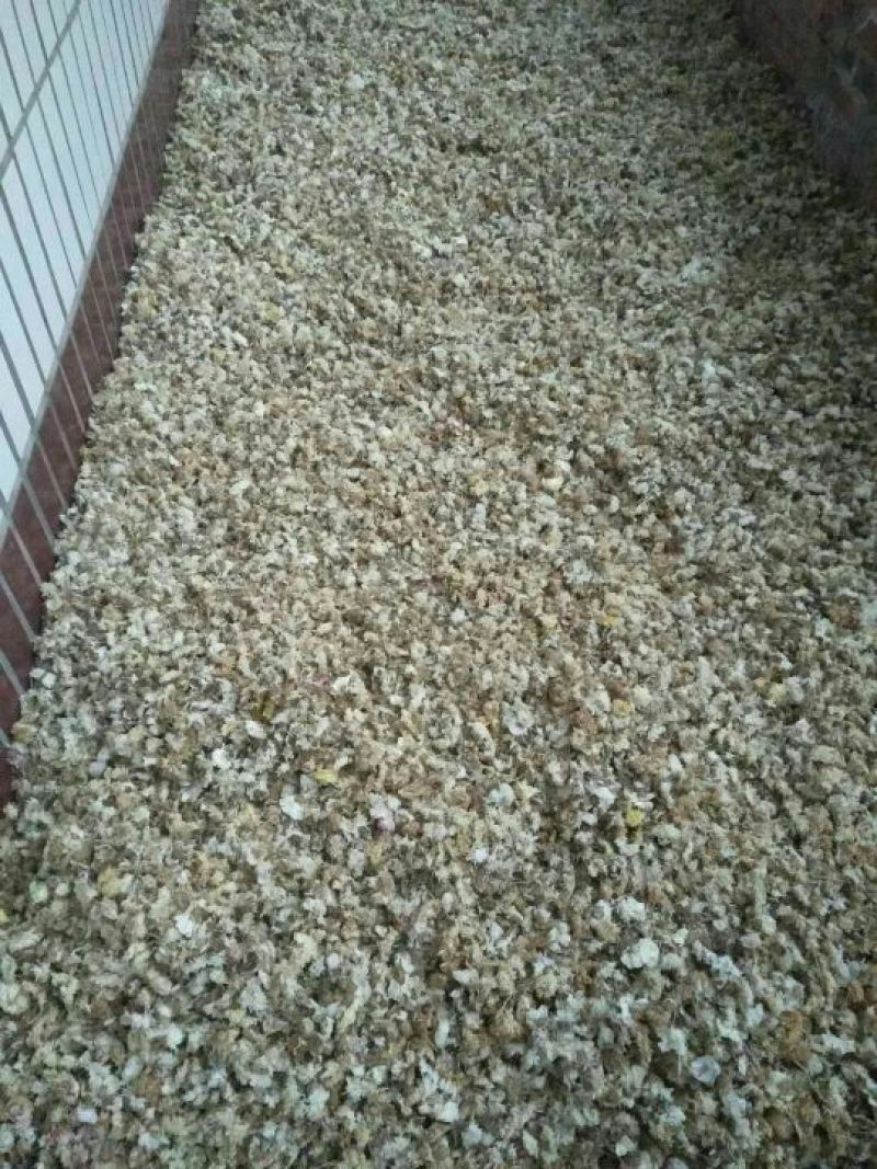 干菊花