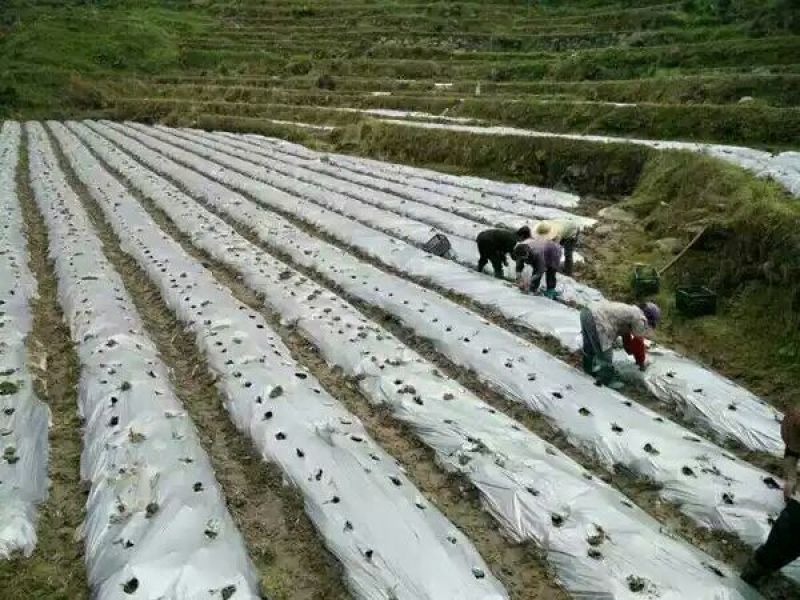 地膜黑色地膜，白色地膜，双色地膜，黑白相间地膜厂家供货