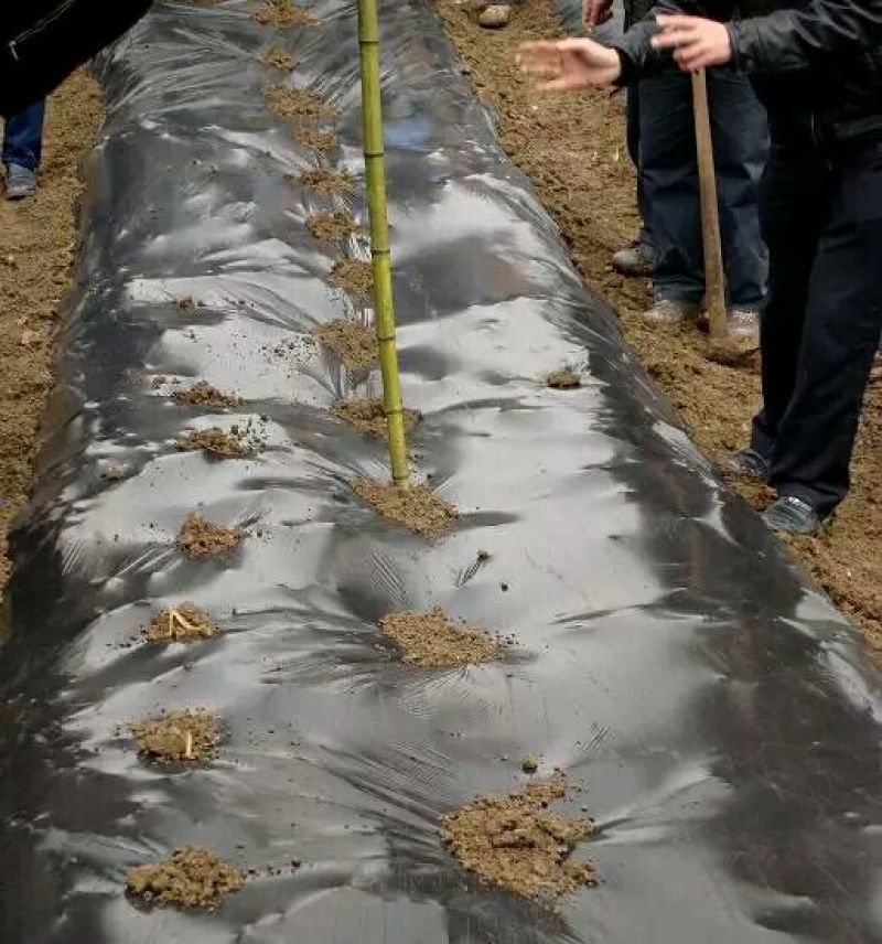 农用黑色地膜除草膜保湿加厚薄膜果树果园蔬菜大棚草莓专用