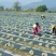 黑白地膜，黑白相间地膜农用膜厂家供货价格实惠