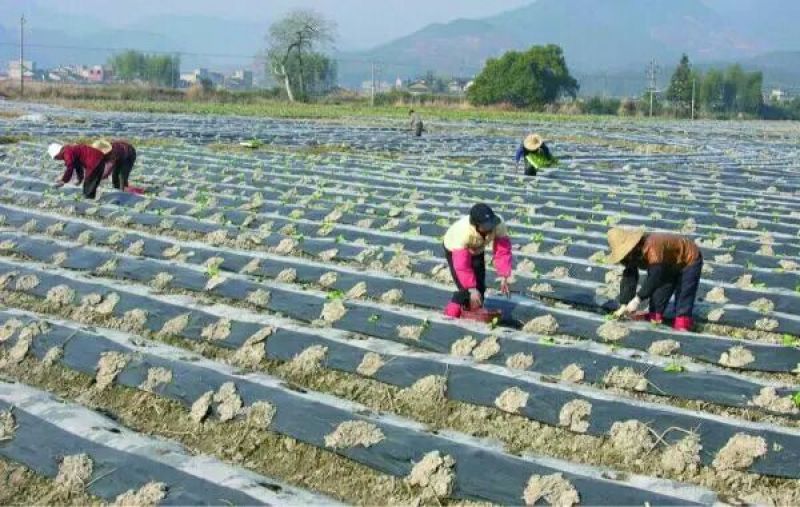 黑白地膜，黑白相间地膜农用膜厂家供货价格实惠