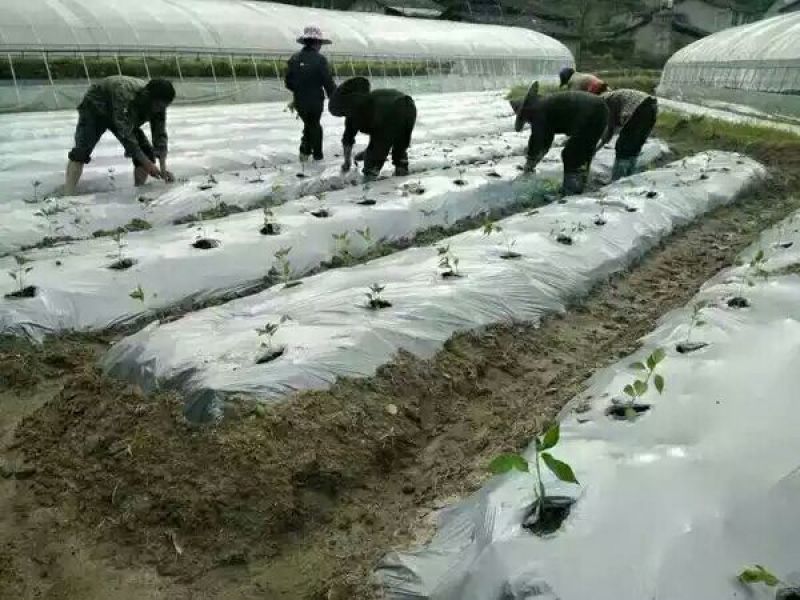 银黑地膜10斤重20斤双色反光除草防虫保湿地膜